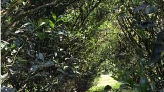 タニ沈香 インドネシア周辺の香木一覧と観察 | 茶の穂 香木と本気の茶