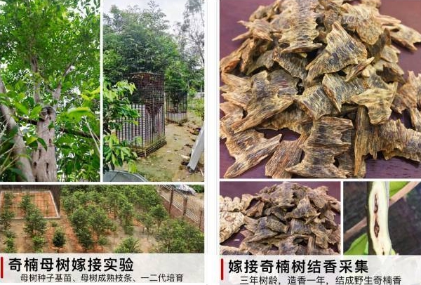 栽培伽羅の脅威 茶の穂 香木と本気の茶