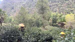 金駿眉紅茶の茶摘み