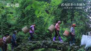 岩茶の茶摘み